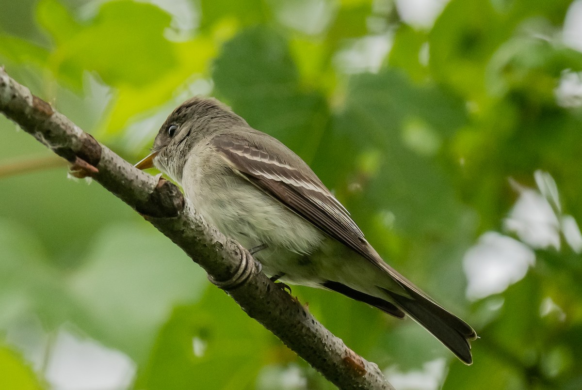 tyranovec východní - ML638290692