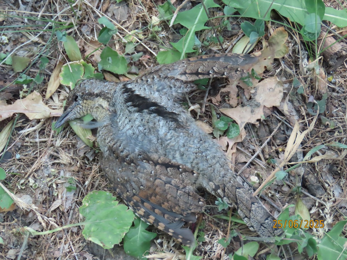 Eurasian Wryneck - ML638290703