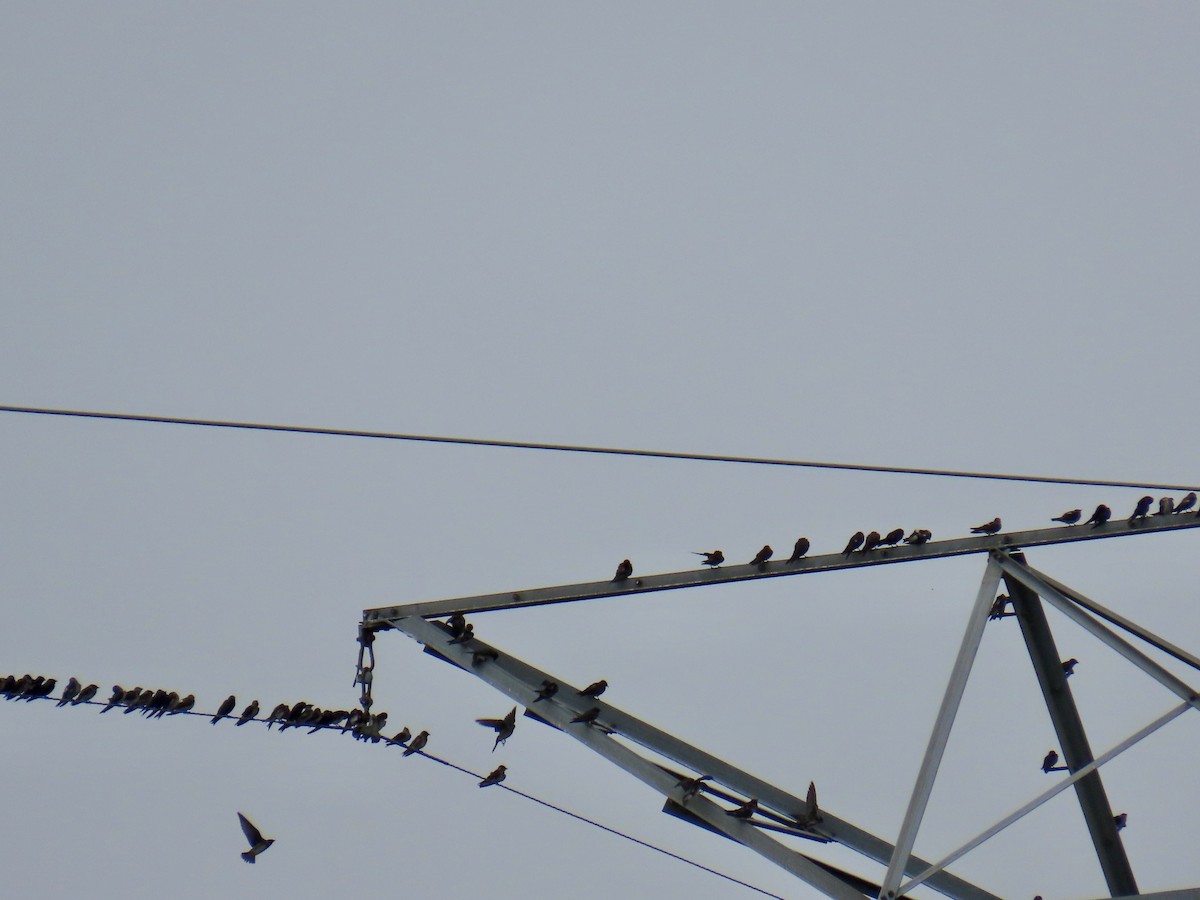Purple Martin - ML638290718