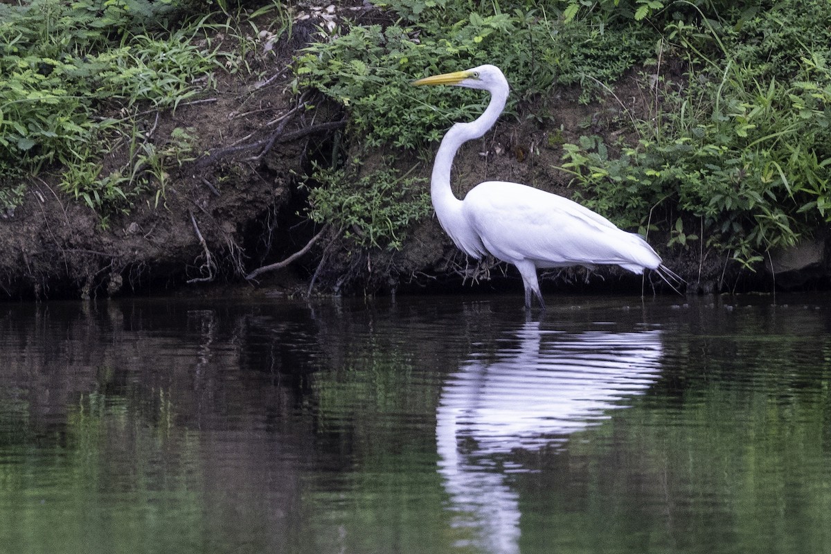 Great Egret - ML638290722