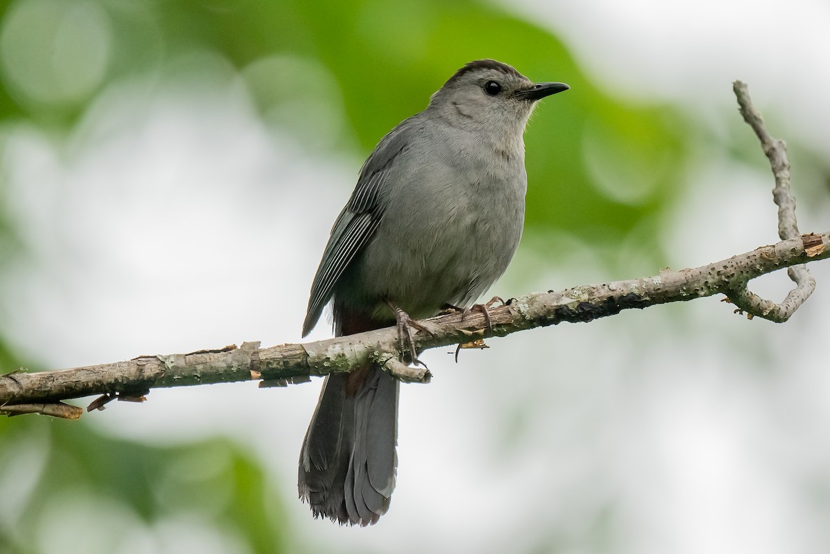 Gray Catbird - ML638290723