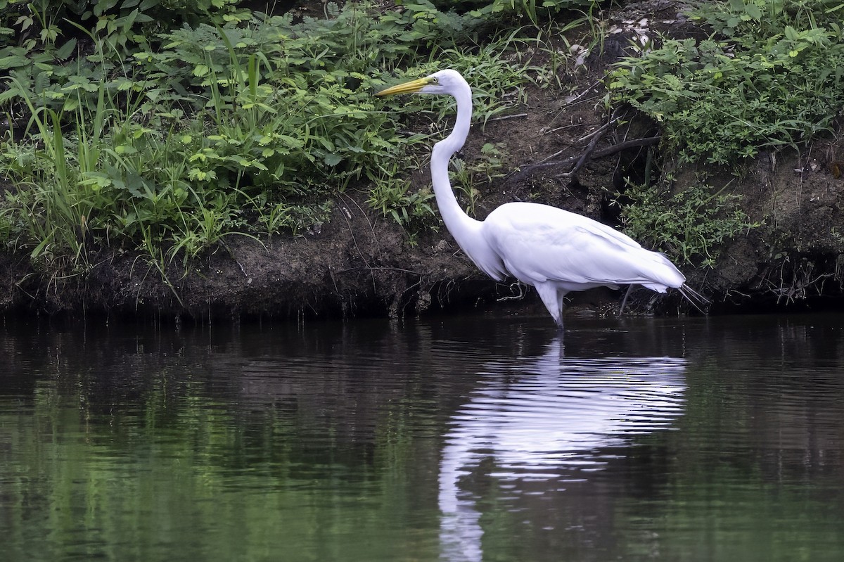 Great Egret - ML638290726