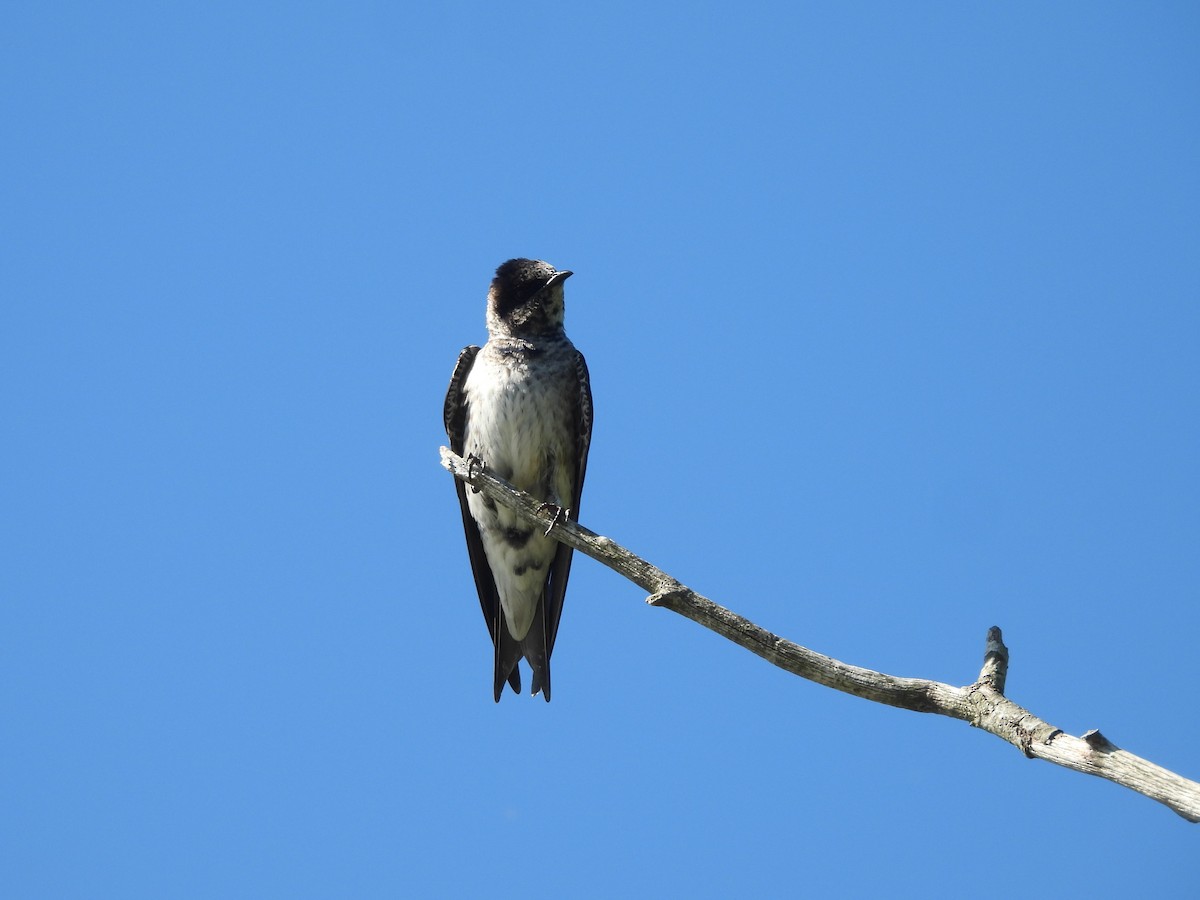 Purple Martin - ML638290727
