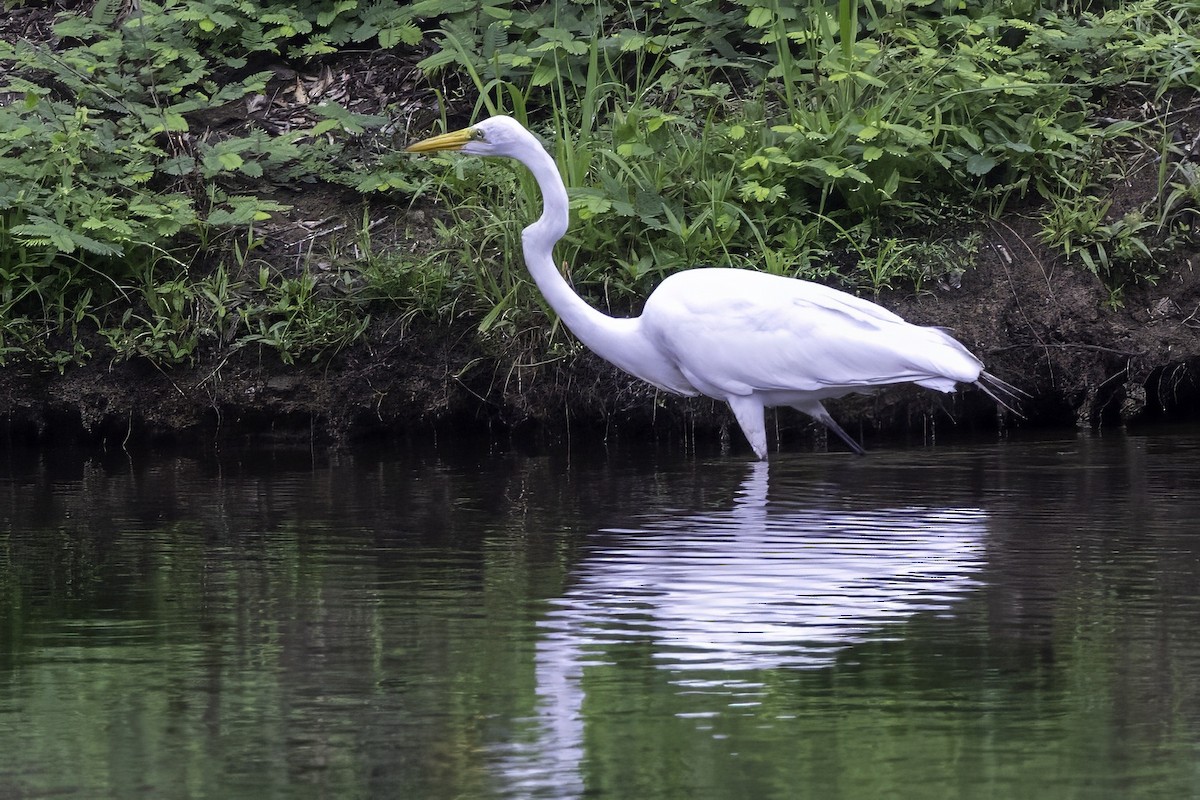 Great Egret - ML638290728