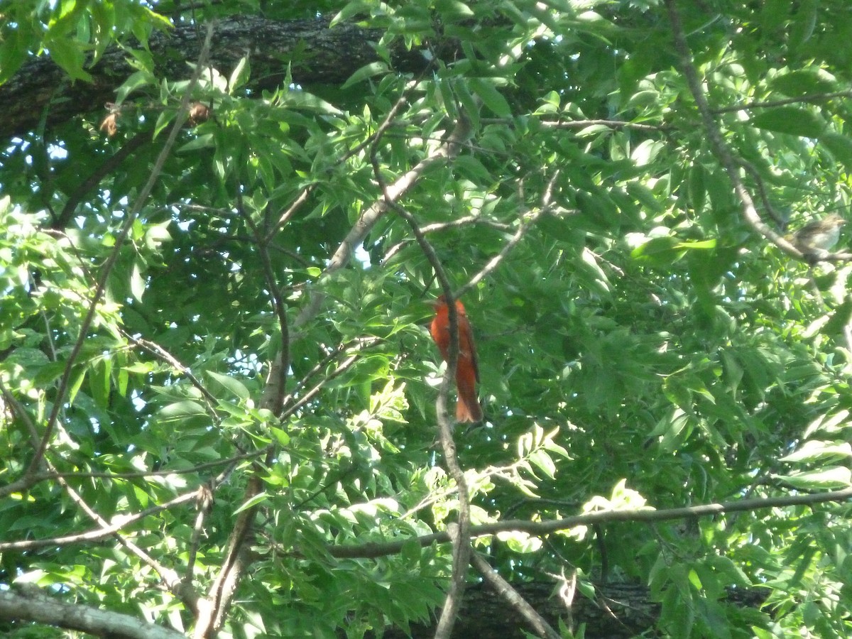 Summer Tanager - ML638290733