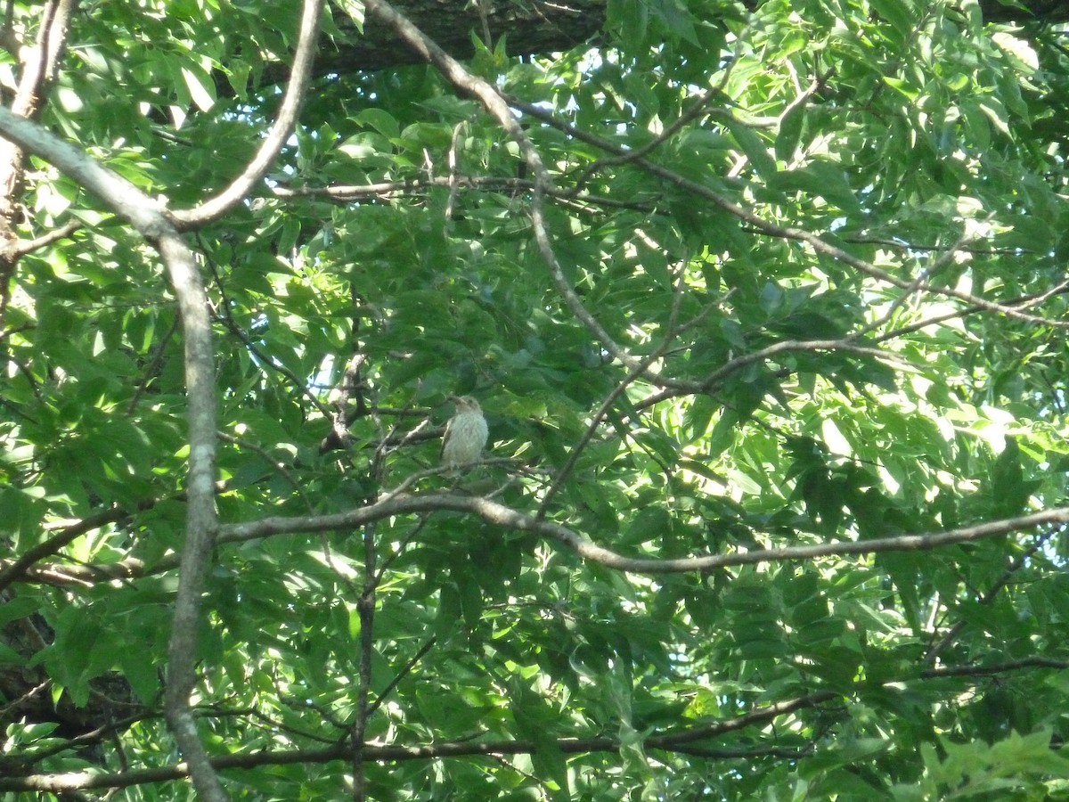 Summer Tanager - ML638290734