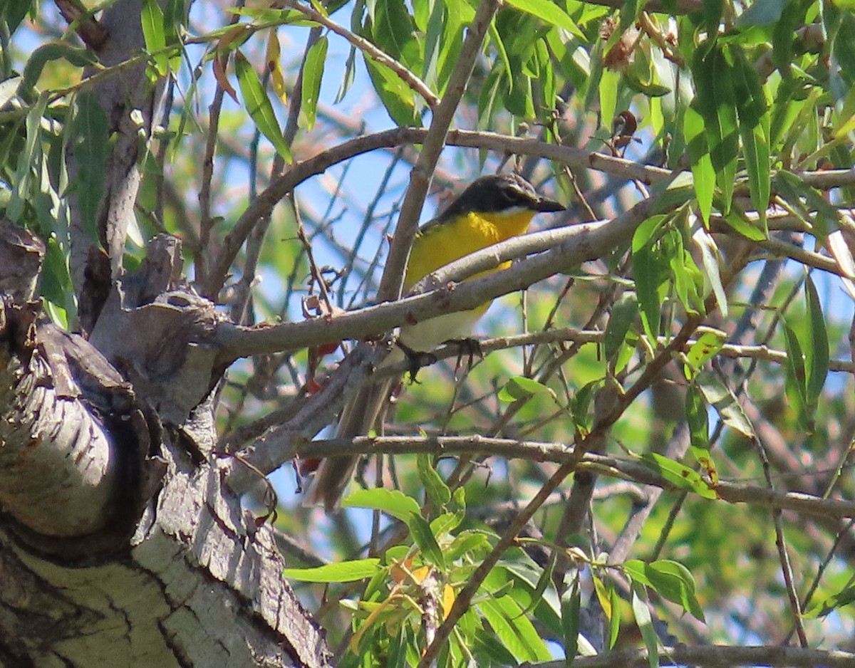 Yellow-breasted Chat - ML638290737
