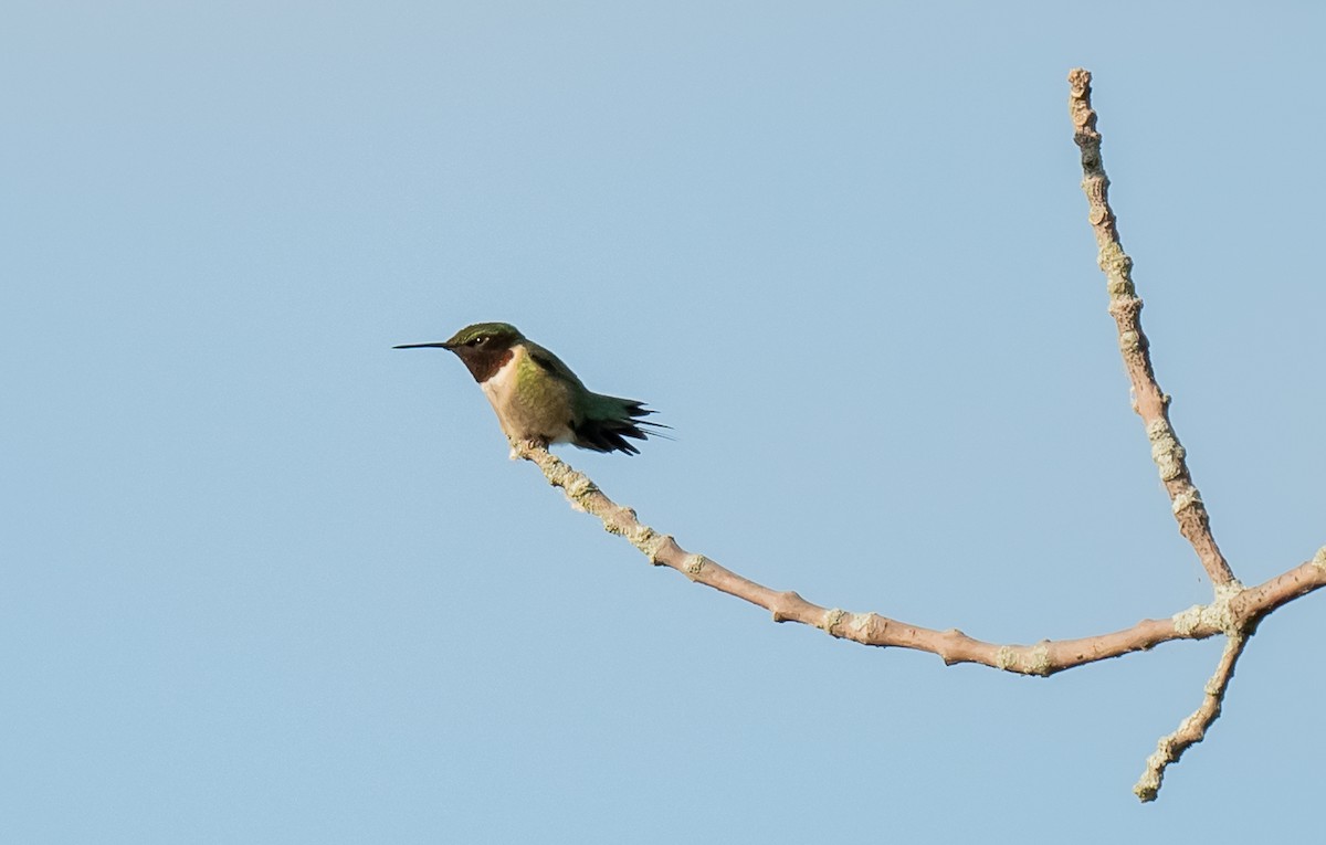 Yakut Boğazlı Kolibri - ML638290753