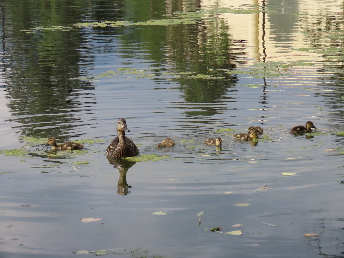 Mallard - ML638290788