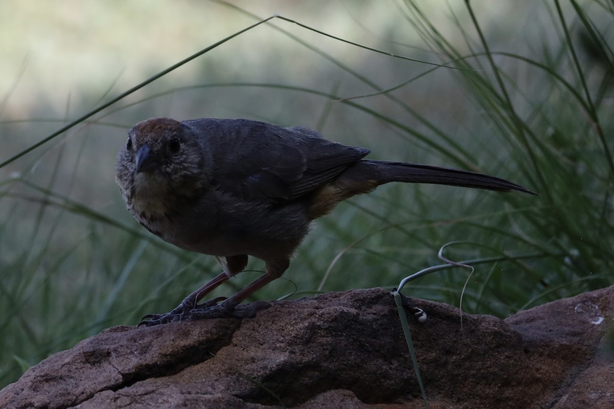 Canyon Towhee - ML638290794