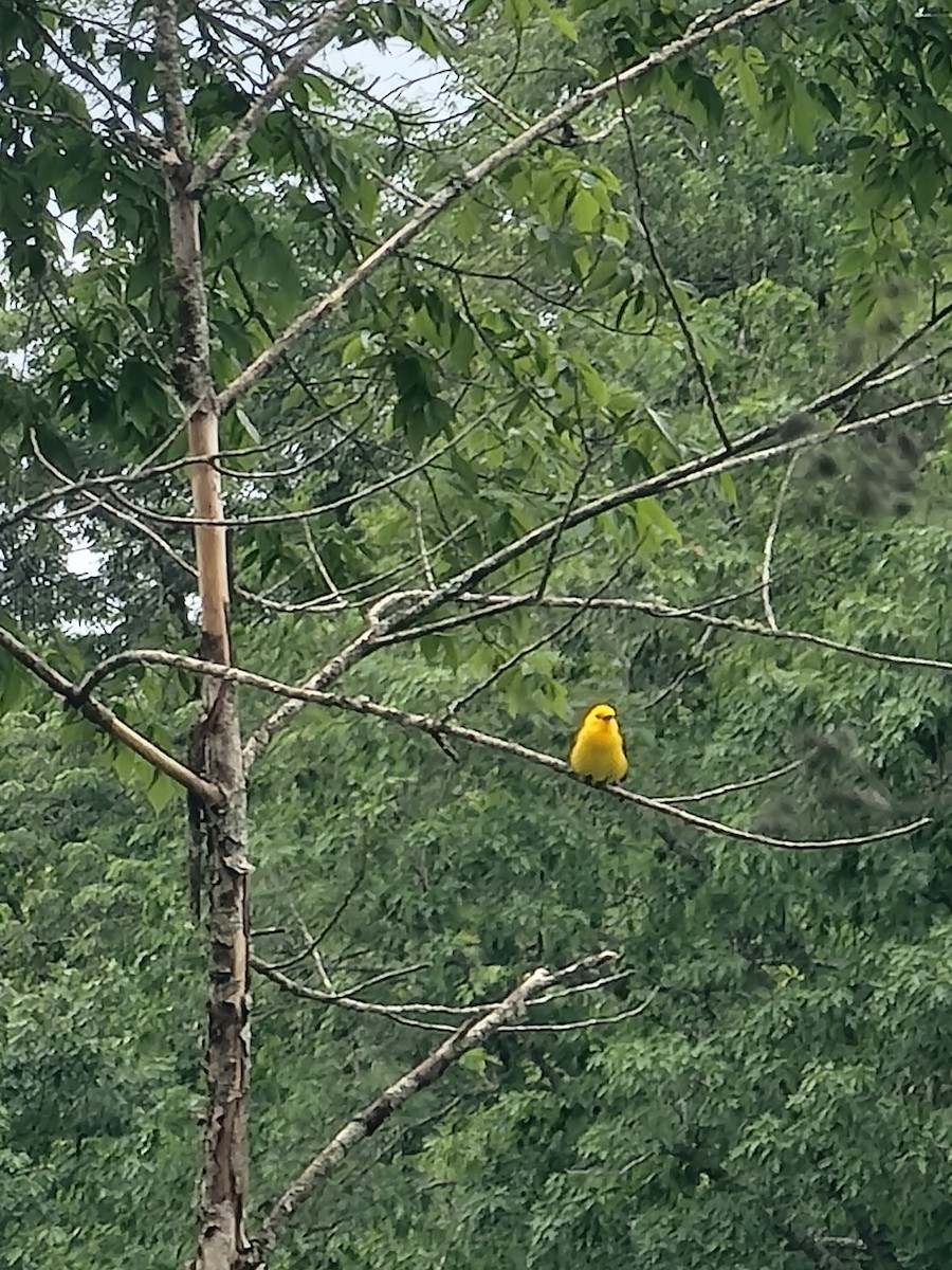 Prothonotary Warbler - ML638290796