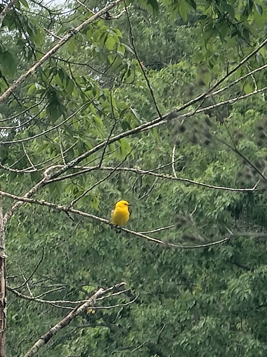 Prothonotary Warbler - ML638290797