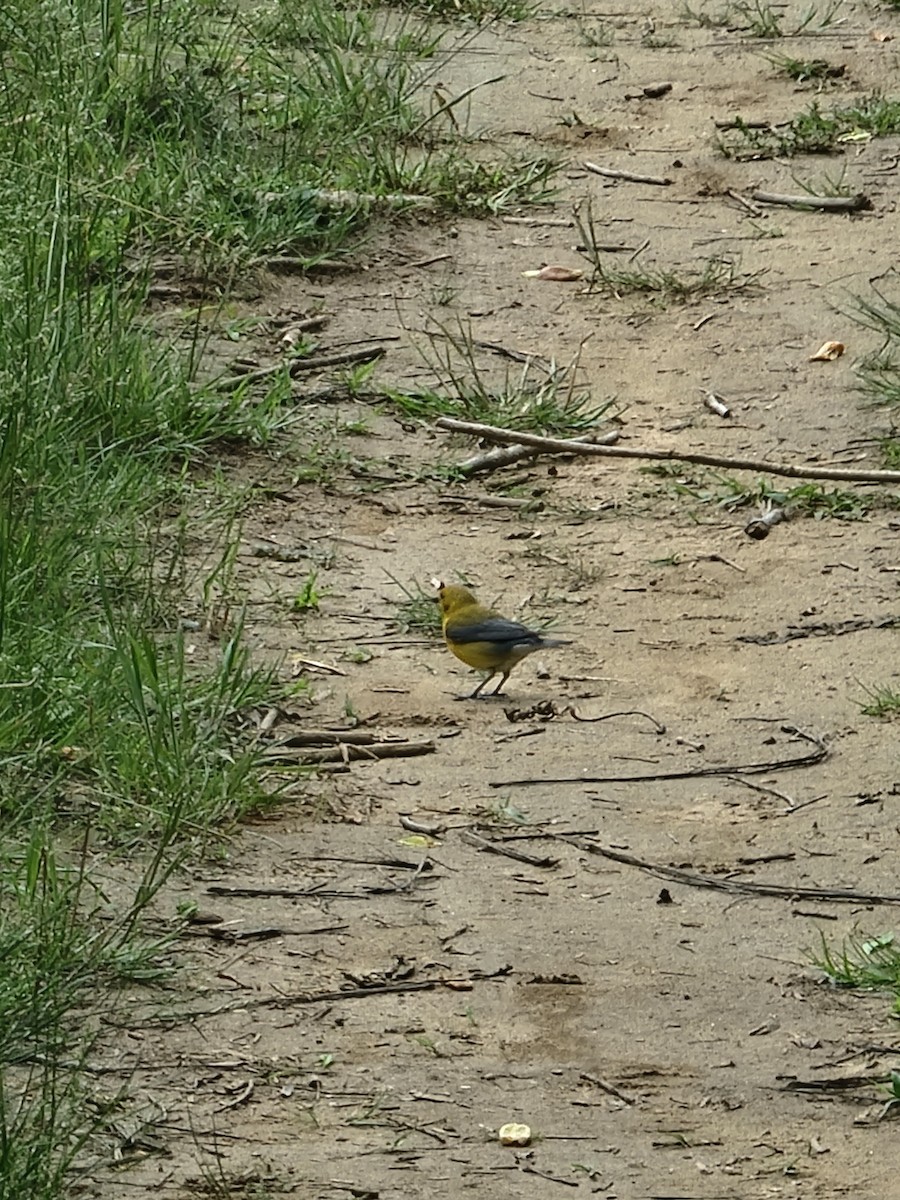 Prothonotary Warbler - ML638290798