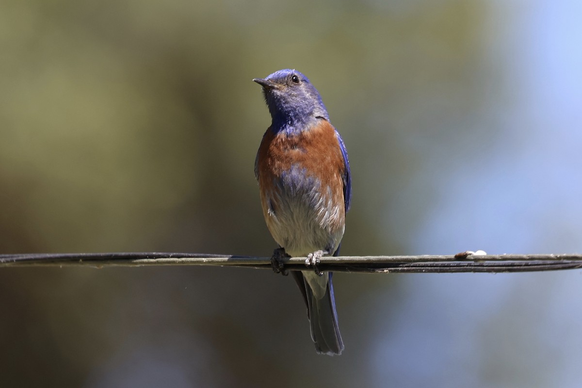 Western Bluebird - ML638290819