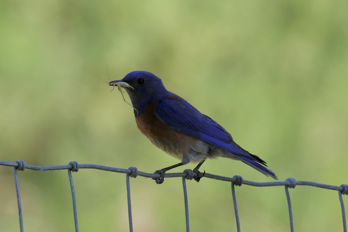 Western Bluebird - ML638290820
