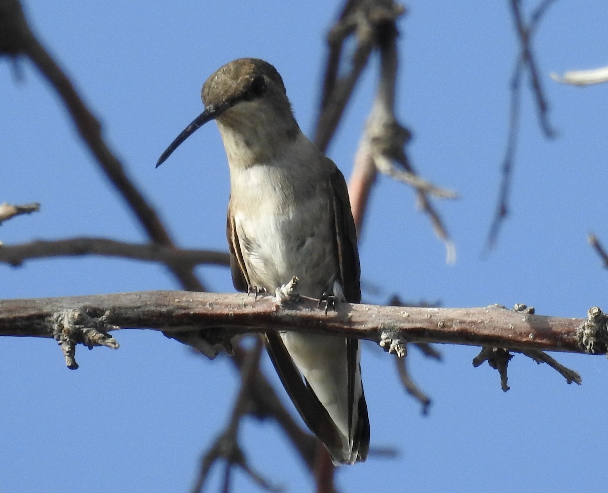 Black-chinned Hummingbird - ML638290824