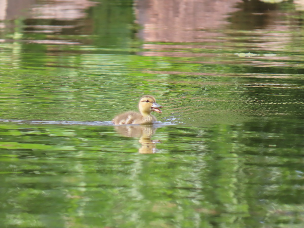 Mallard - ML638290825