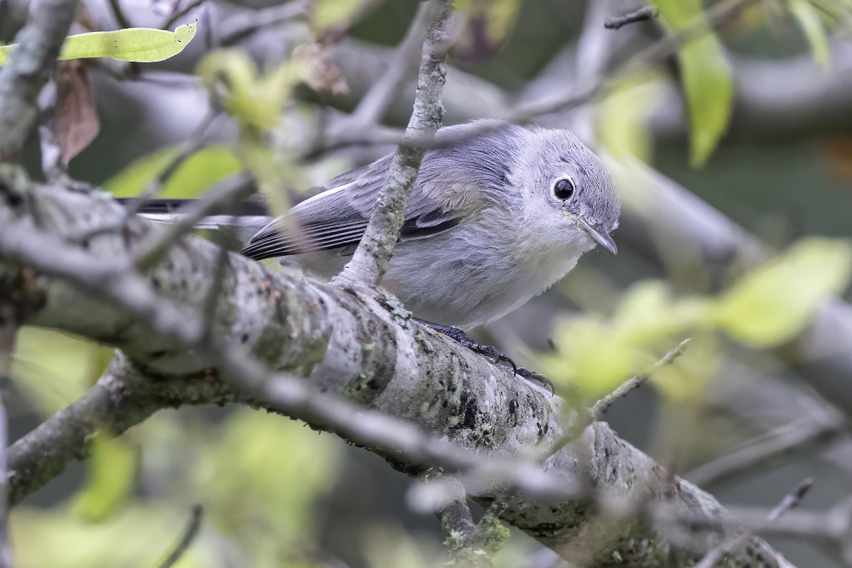 Blue-gray Gnatcatcher - ML638290832
