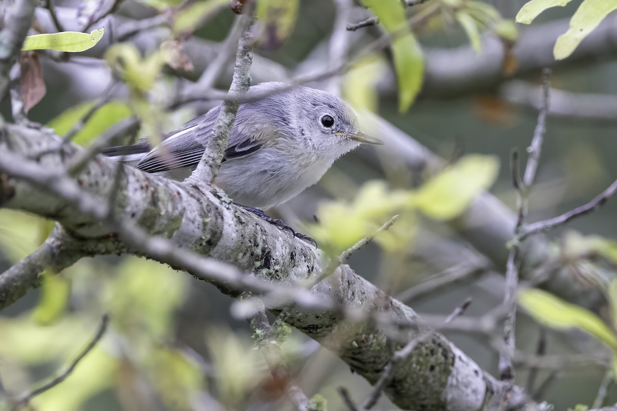 Blue-gray Gnatcatcher - ML638290833
