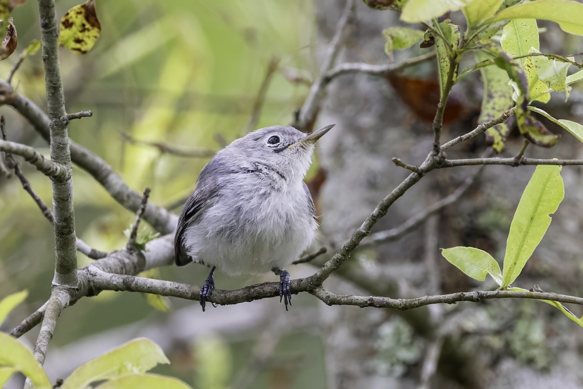 Blue-gray Gnatcatcher - ML638290835