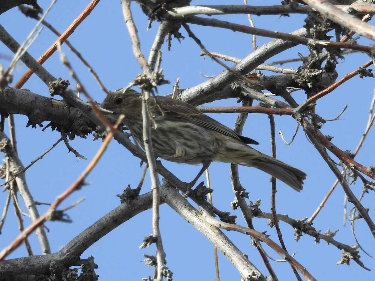 House Finch - ML638290836