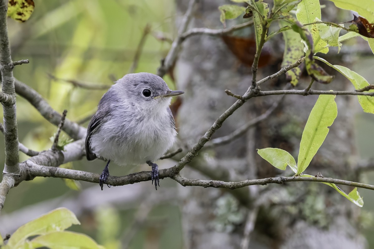 Blue-gray Gnatcatcher - ML638290837