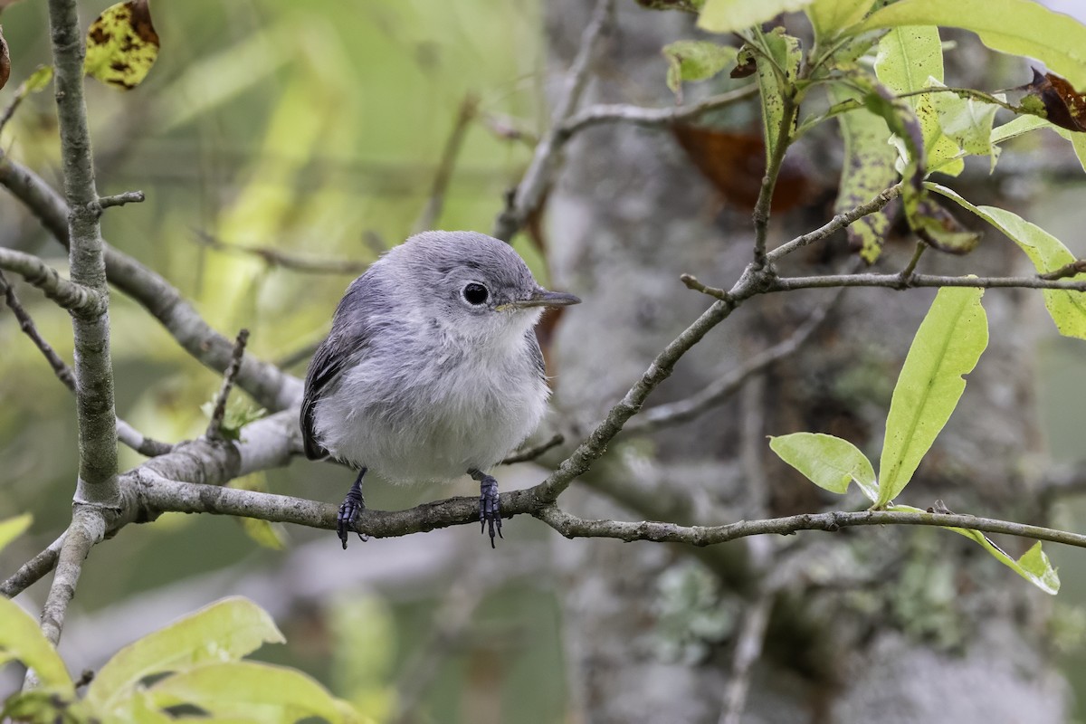 Blue-gray Gnatcatcher - ML638290839