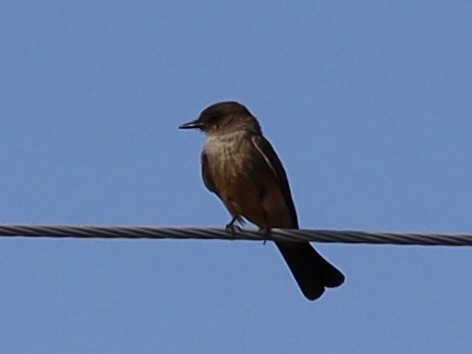 Say's Phoebe - ML638290840