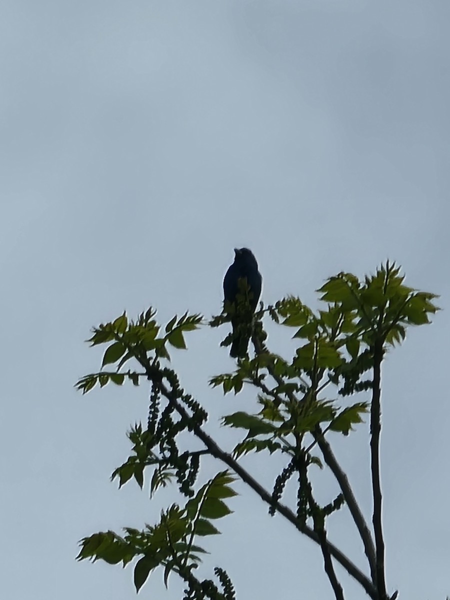 Blue Grosbeak - ML638290841