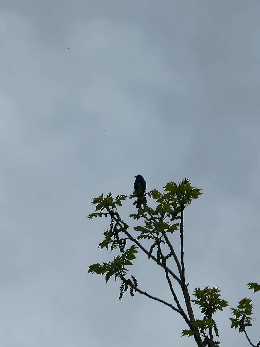 Blue Grosbeak - ML638290842