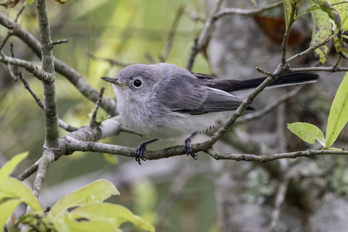 Blue-gray Gnatcatcher - ML638290844
