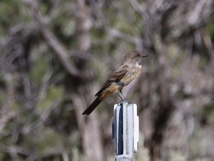 Say's Phoebe - ML638290847