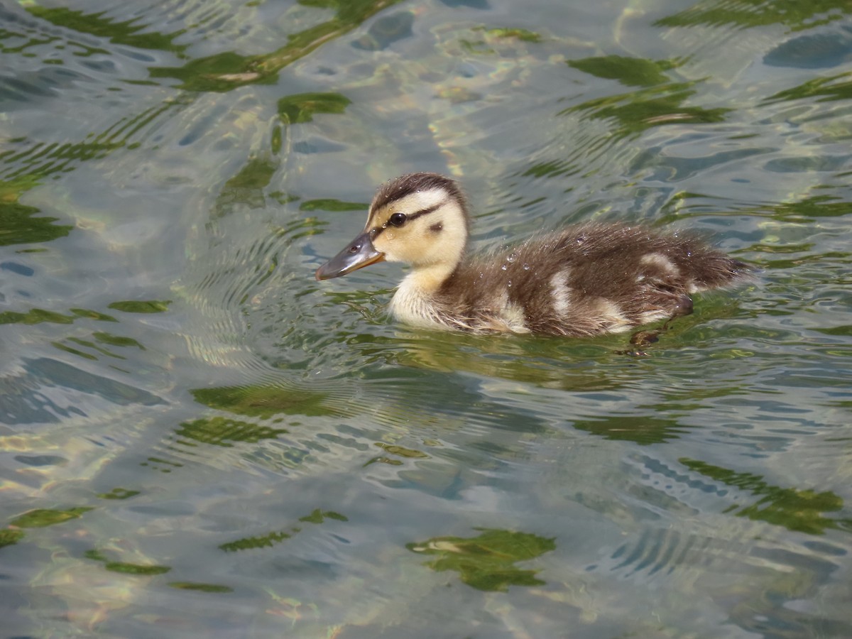 Mallard - ML638290850