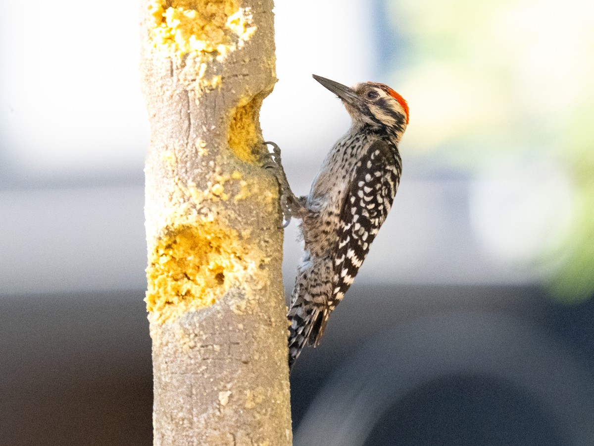 Ladder-backed Woodpecker - ML638290877