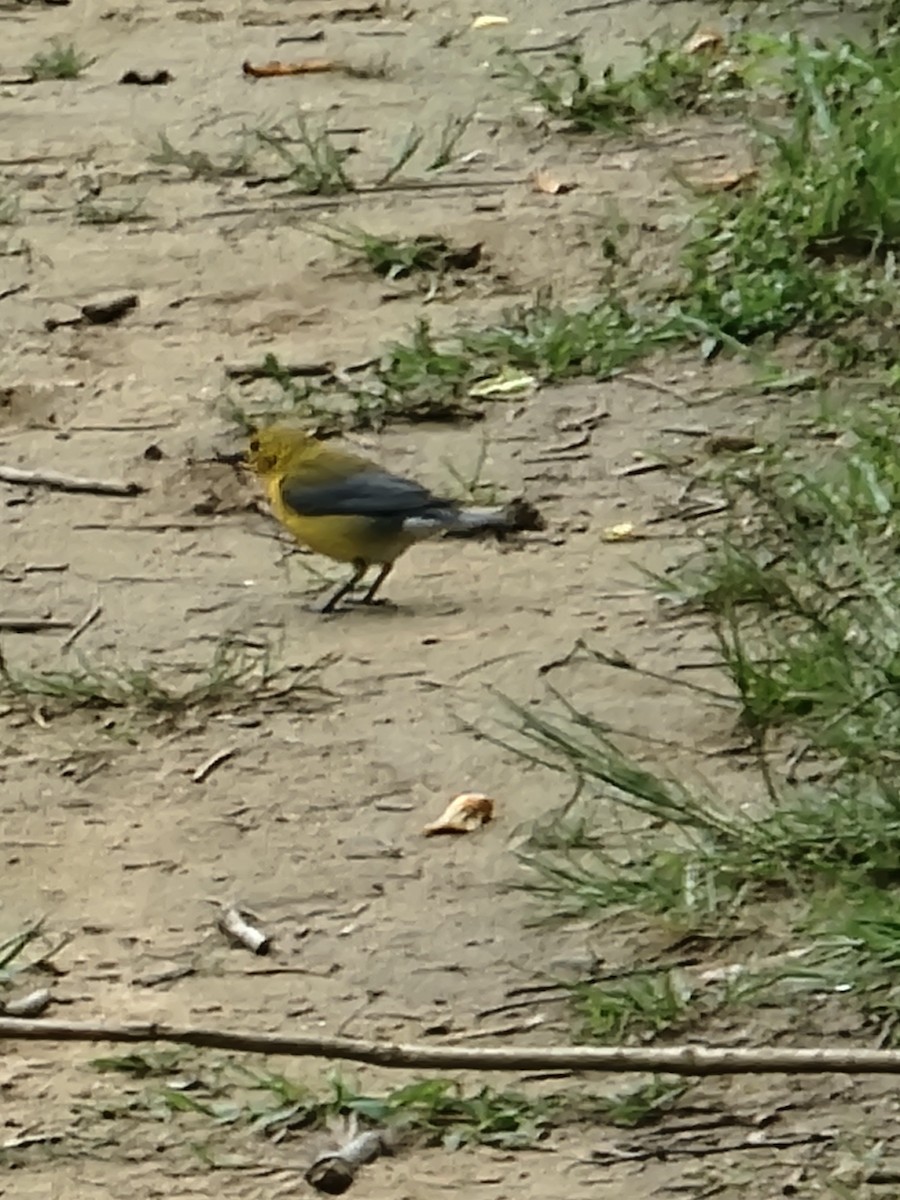 Prothonotary Warbler - ML638290883