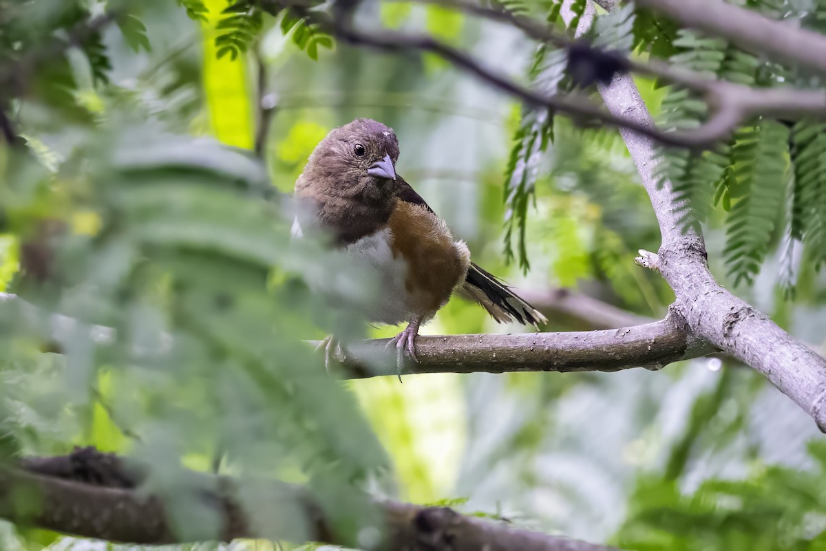 Eastern Towhee - ML638290884