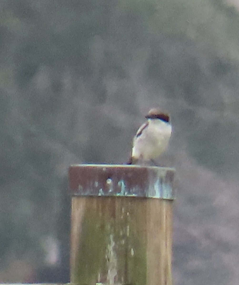 Loggerhead Shrike - ML638290885