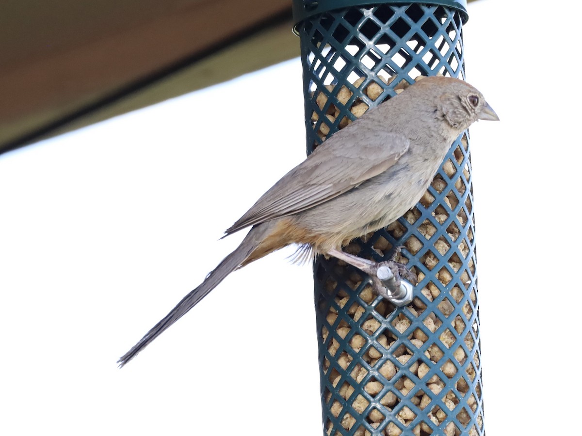 Canyon Towhee - ML638290887