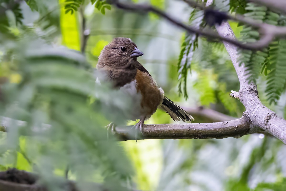 Eastern Towhee - ML638290888