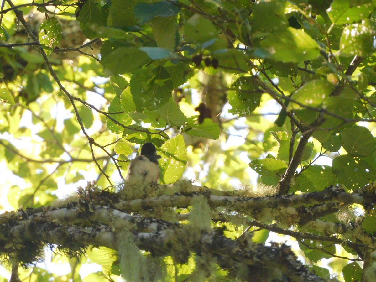 Dark-eyed Junco - ML638290889