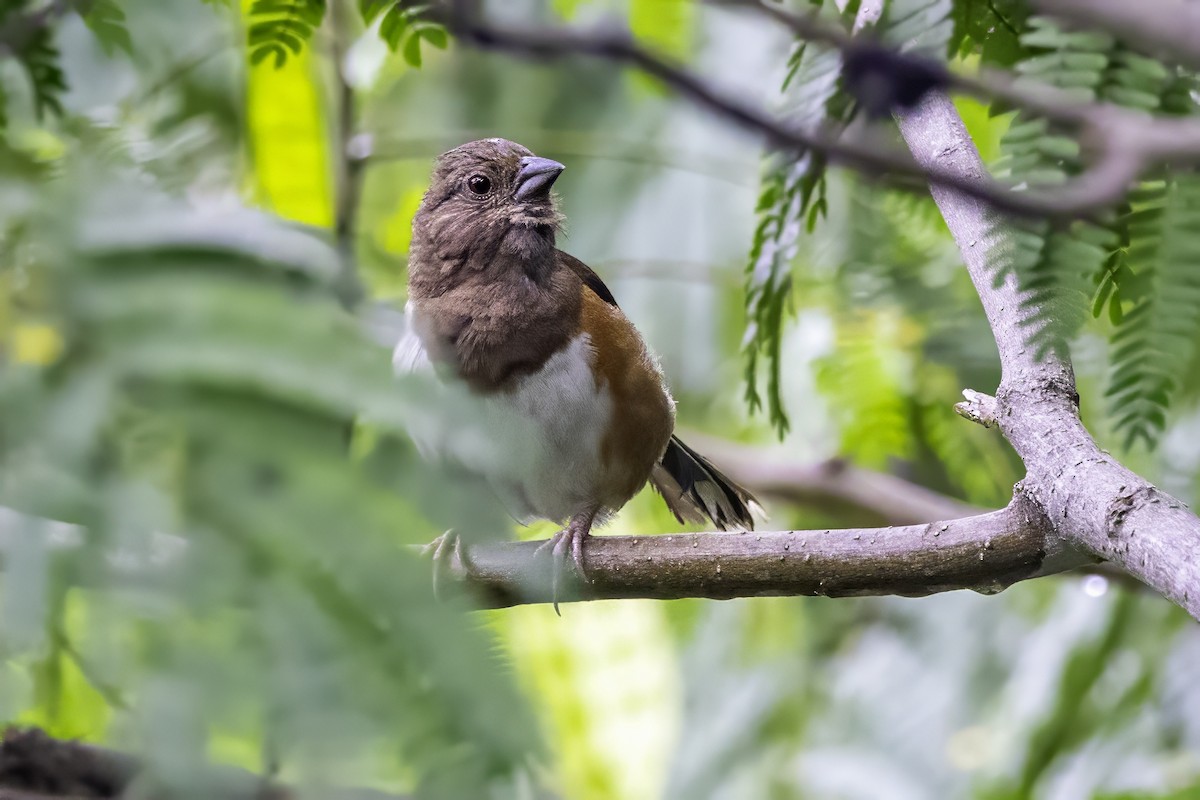 Eastern Towhee - ML638290890