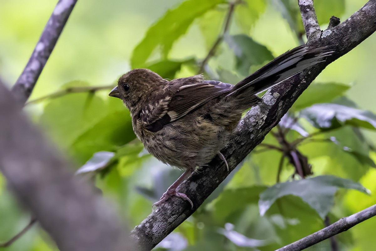 Eastern Towhee - ML638290892