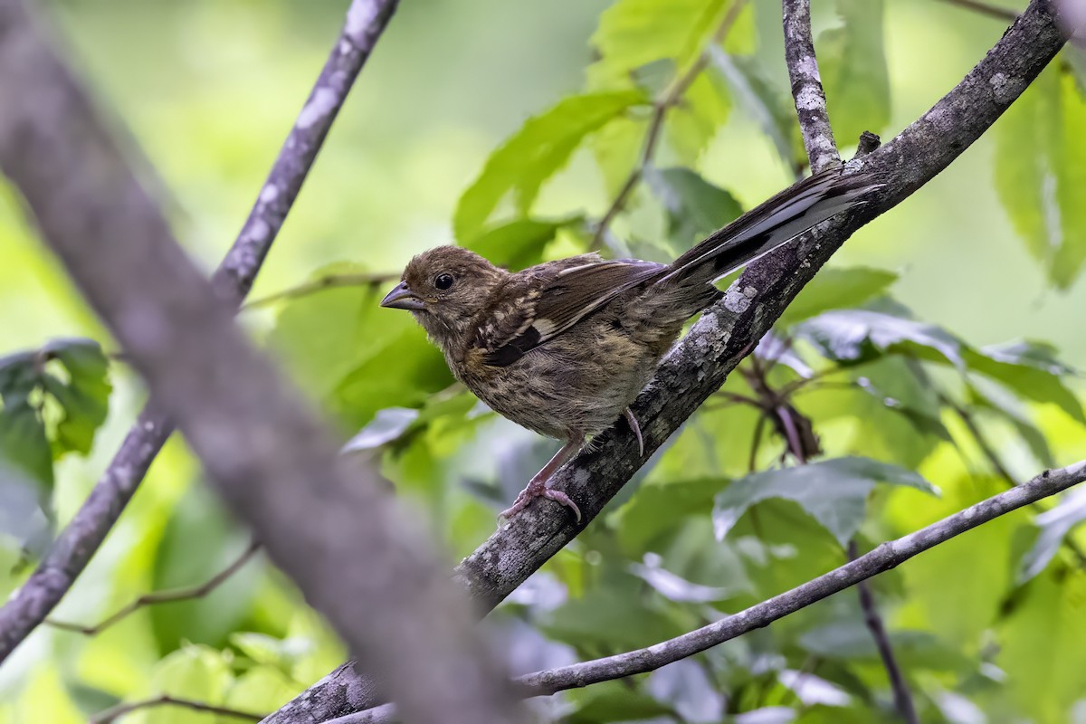 Eastern Towhee - ML638290893