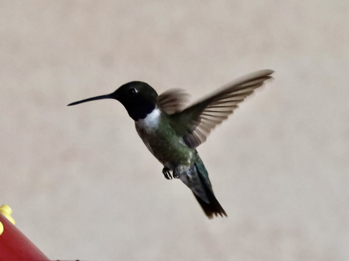 Black-chinned Hummingbird - ML638290894