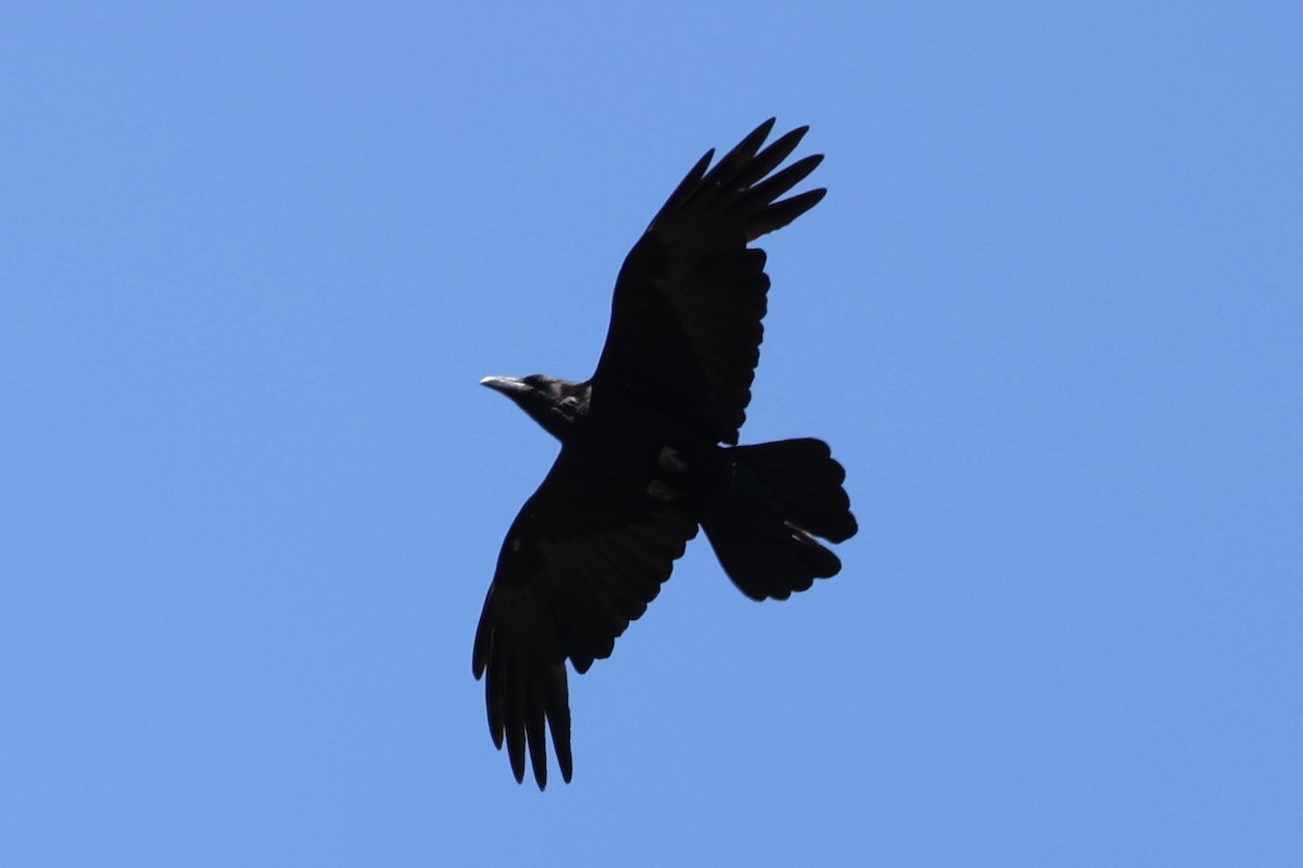 Common Raven - ML638290898