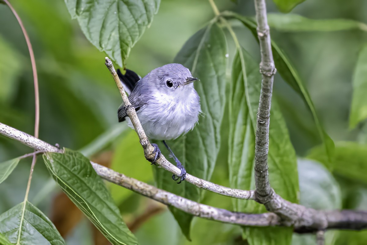 Blue-gray Gnatcatcher - ML638290901