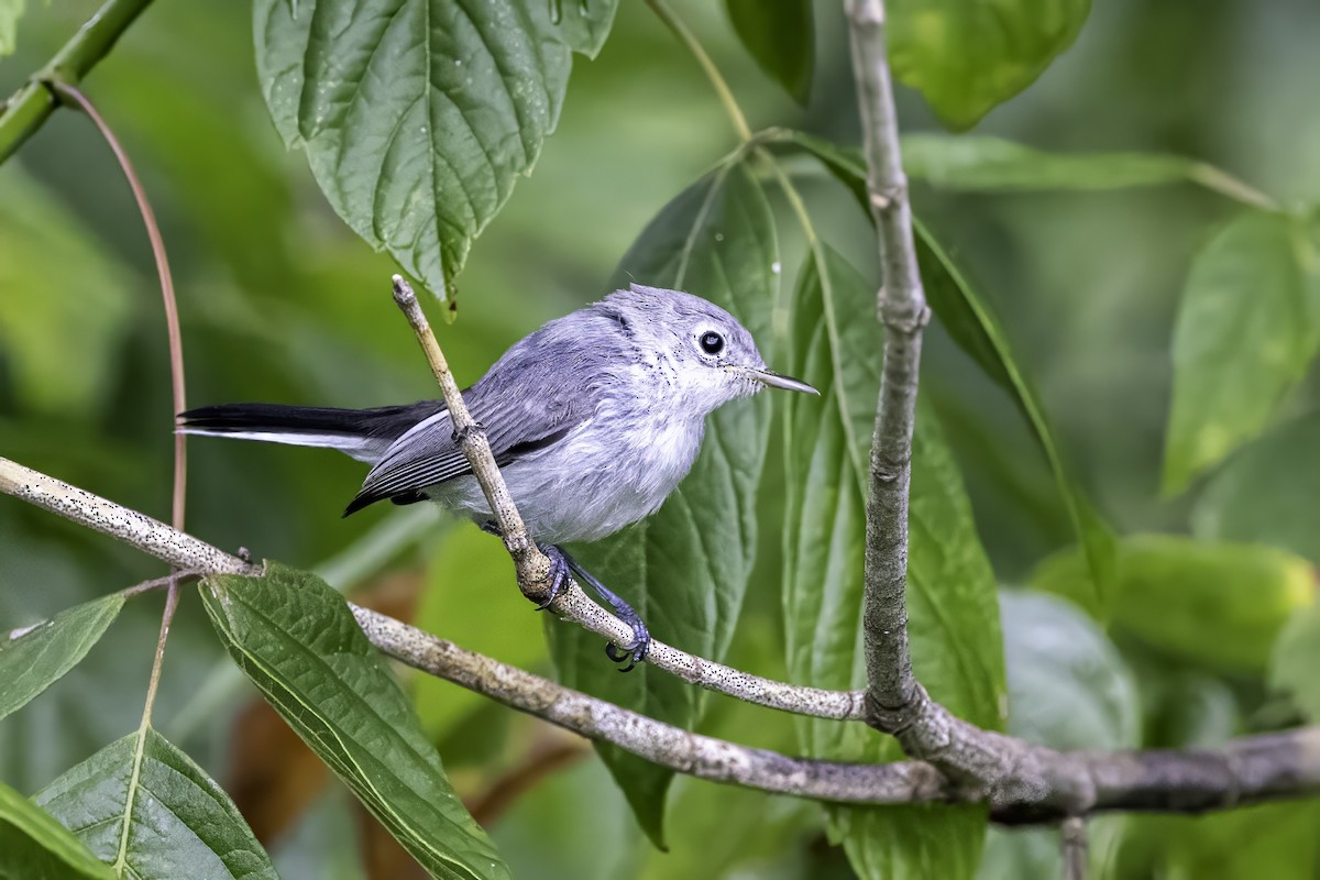 Blue-gray Gnatcatcher - ML638290902