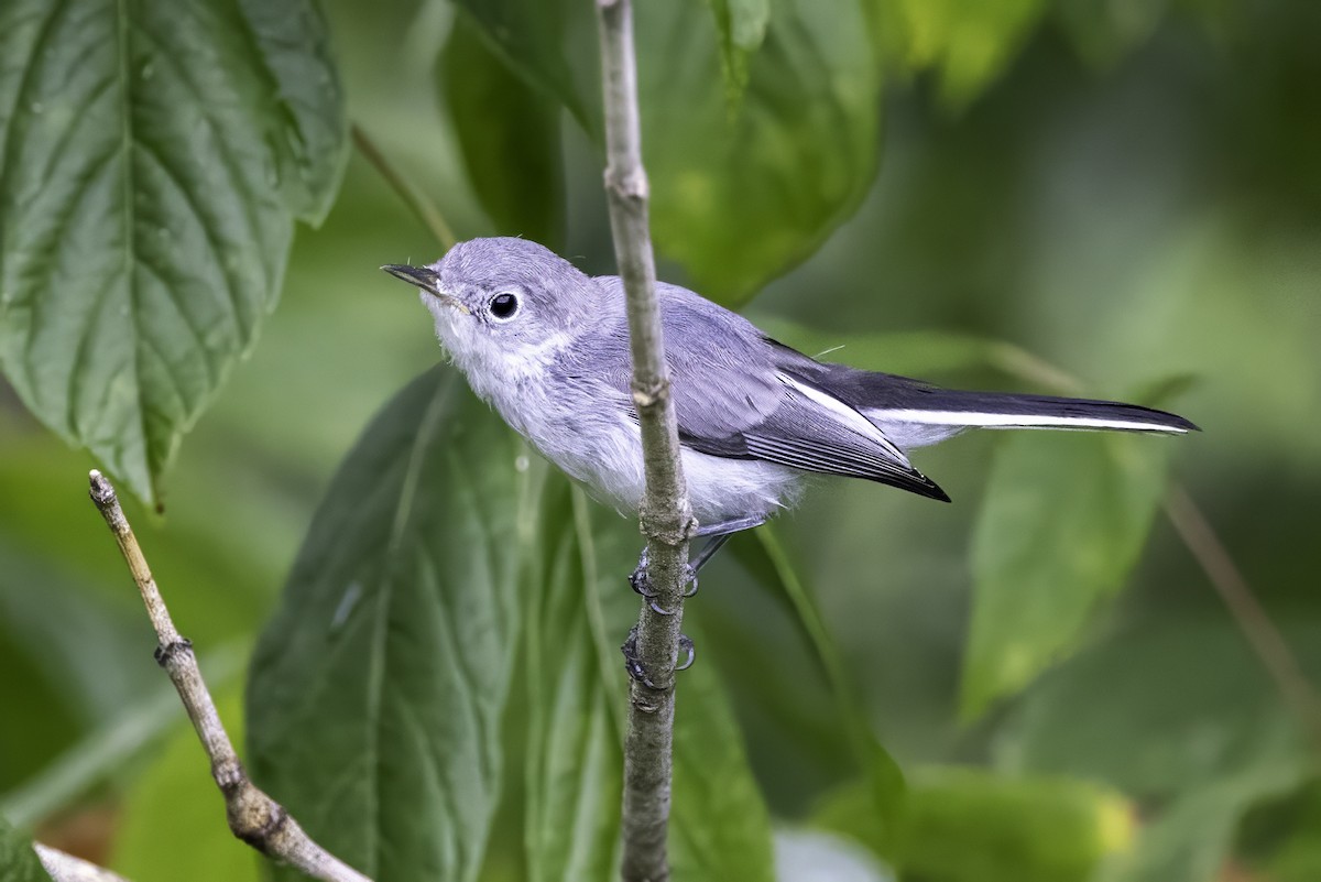 Blue-gray Gnatcatcher - ML638290911