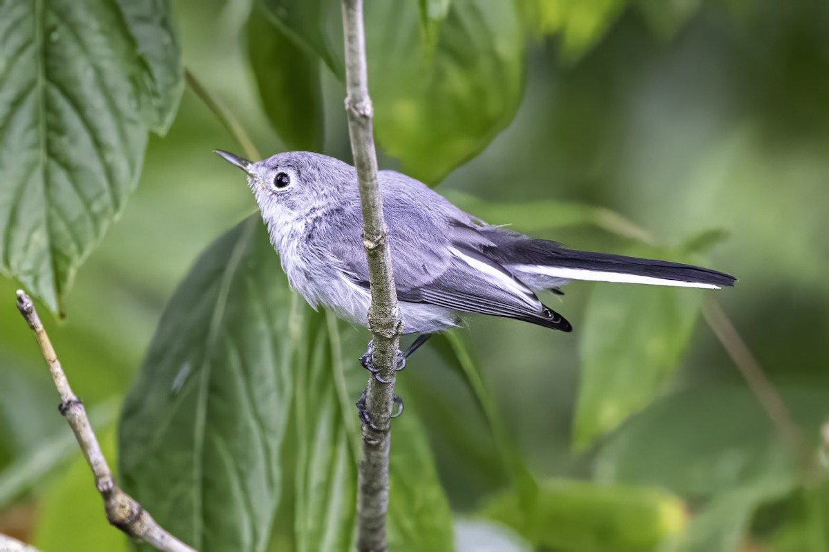 Blue-gray Gnatcatcher - ML638290914