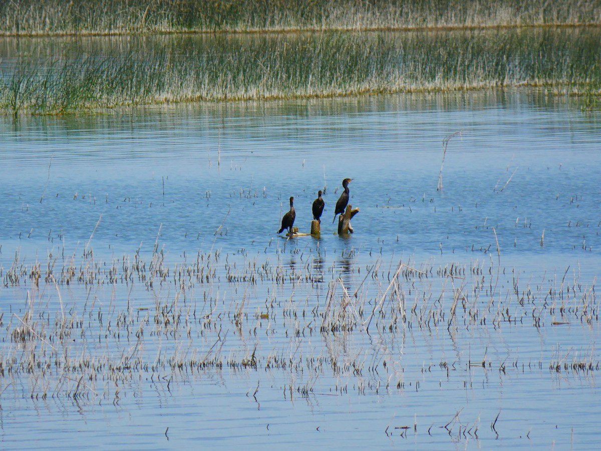 Cormorán Orejudo - ML638290916